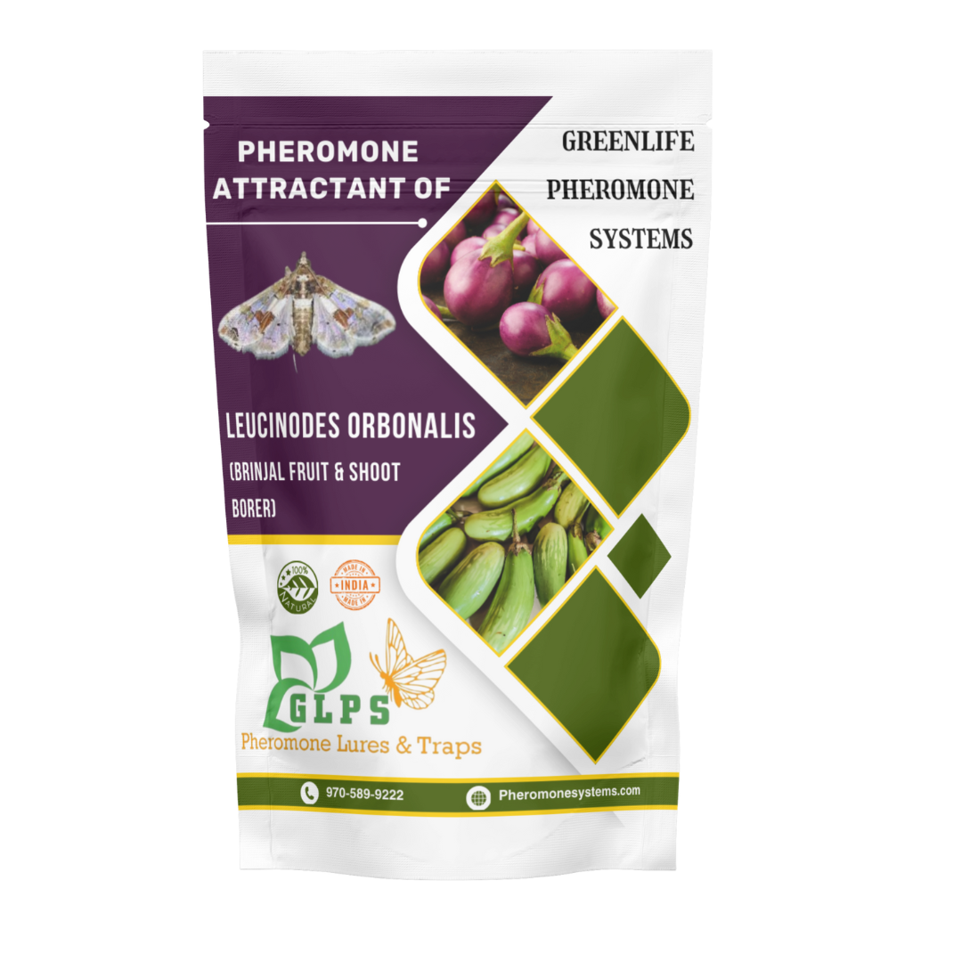Leucinodes orbonalis  (Brinjal Fruit and Shoot Borer)